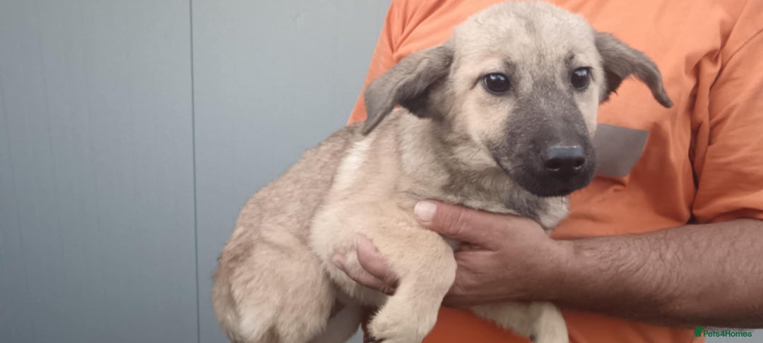 Mixed Breed dogs for adoption: 💖 Maxie – a gentle girl with the softest heart 💖 - Advert 7