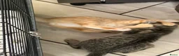 Mixed Breed cats for sale: Lovely Kittens Looking for Their Forever Homes 🐾 - Advert 13