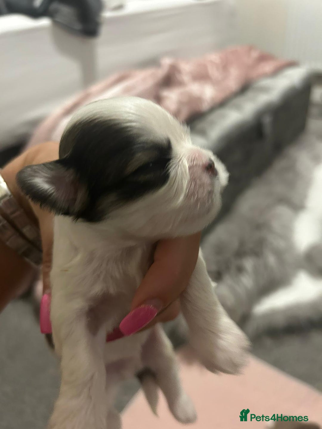 Lhasa Apso dogs for sale: 6 beautiful Lhasa apsos  - Image 8