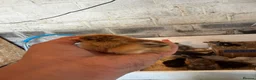 Chickens poultry for sale: 🐥🐣🥚USA Bearded silkies🐥Vorwerk🐥Brahmas🥚🐣🐥 - Advert 6