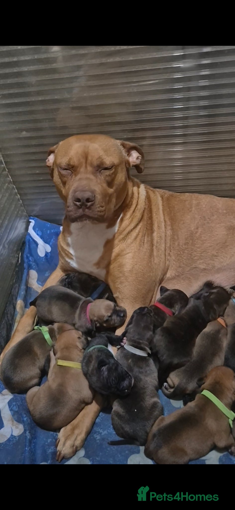 American Bull Staffy dogs Staffy x litter of 16  - Advert 1
