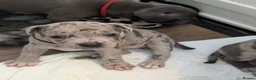 Staffordshire Bull Terrier dogs for sale: Merle and blue Staffordshire bull terrier puppies  - Advert 10
