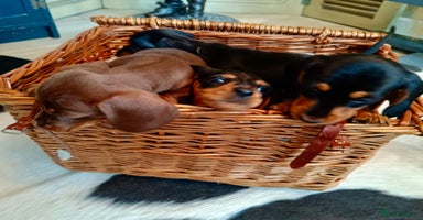 Miniature Dachshund dogs - Advert 7