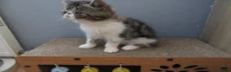 Exotic cats for sale: Super sweet Exotic female kitten READY NOW - Advert 19