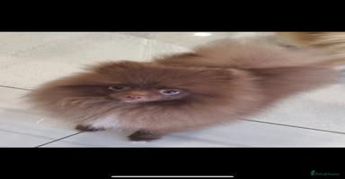 Pomeranian dogs - Advert 15
