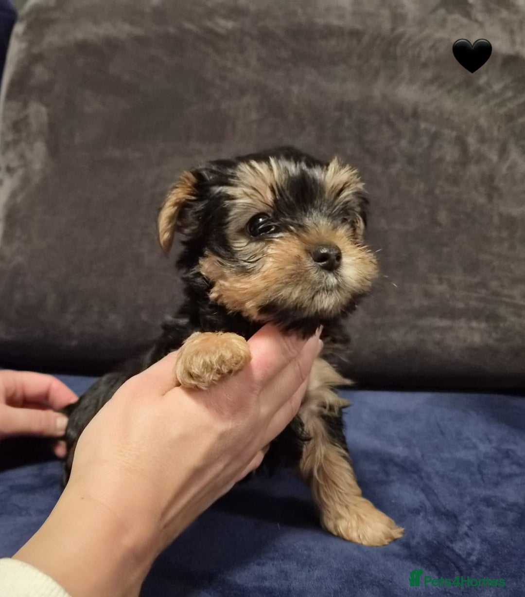 Yorkshire Terrier dogs for sale: Yorkshire terrier puppies (3 girls) - Image 37
