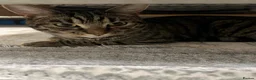 Toyger cats for sale: 3 year old domestic cat - Advert 3