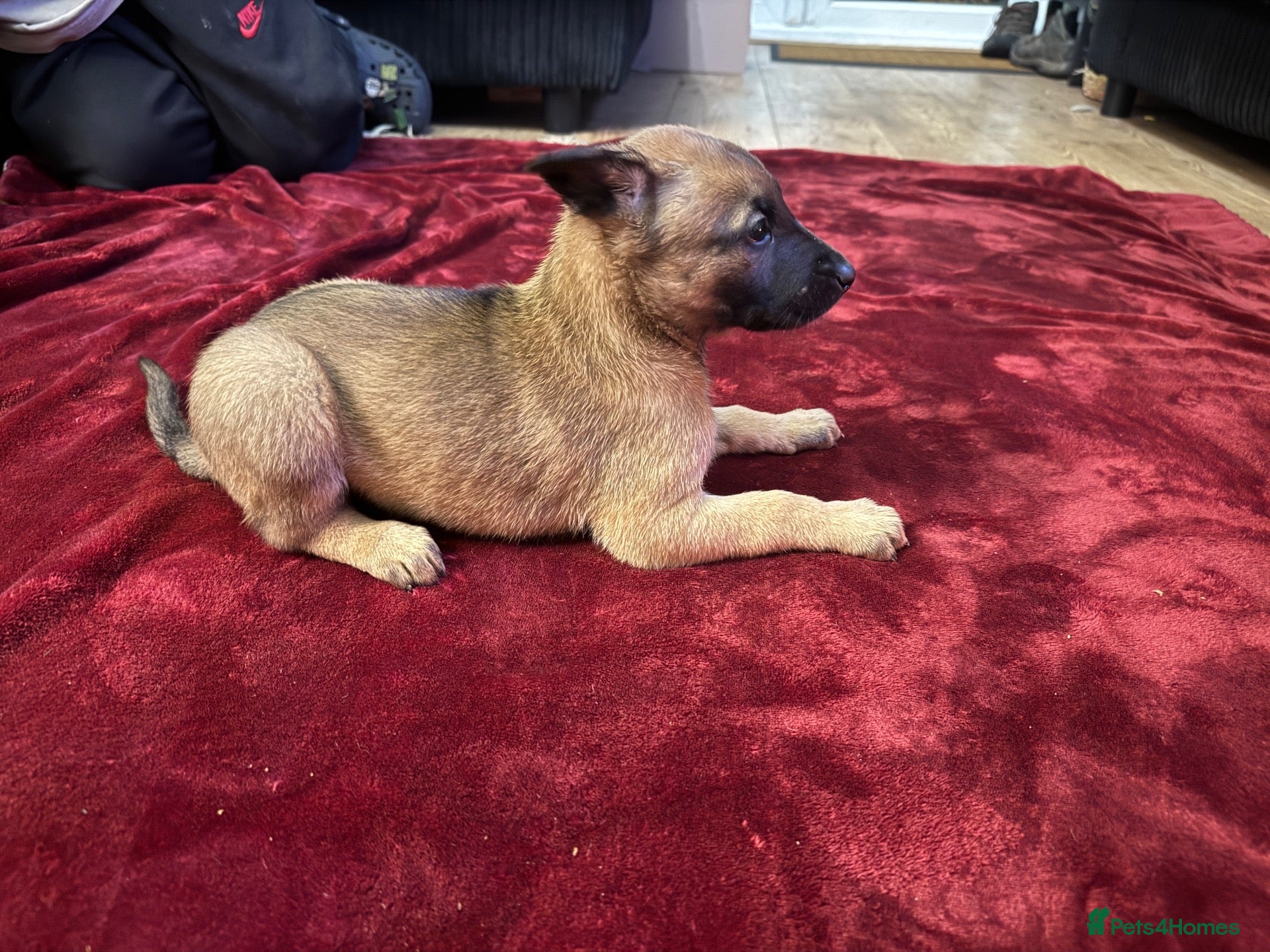 Belgian Shepherd Dog dogs for sale: Belgian shepherd puppies  - Advert 1