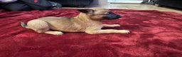 Belgian Shepherd Dog dogs for sale: Belgian shepherd puppies  in Norwich - Advert 6