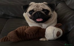 Pug dogs for sale: beautiful fawn boy pug - Image 1