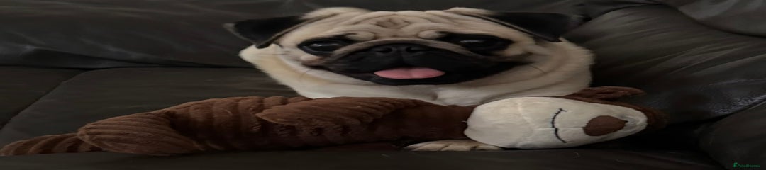 Pug Puppy 1