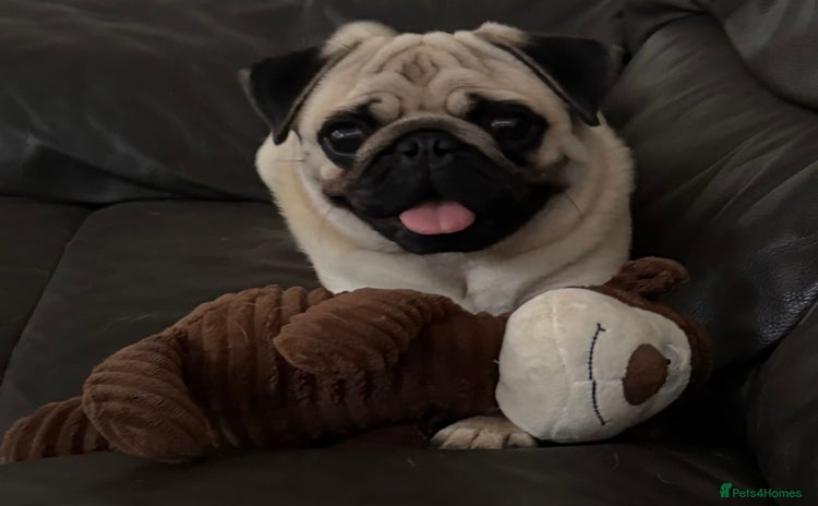 Pug dogs - Advert 1