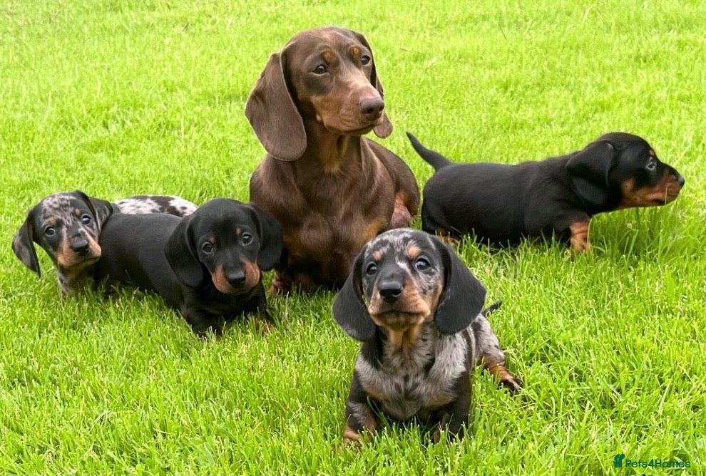 Dachshund dogs Gorgeous miniature dachshund puppies  - Advert 2