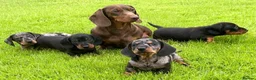 Dachshund dogs for sale: Gorgeous miniature dachshund puppies  - Advert 4