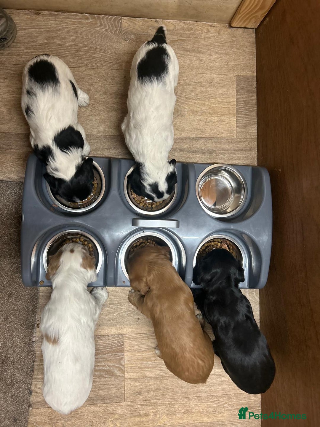 Cocker Spaniel dogs for sale: Working Cocker Spaniel puppies  - Advert 3