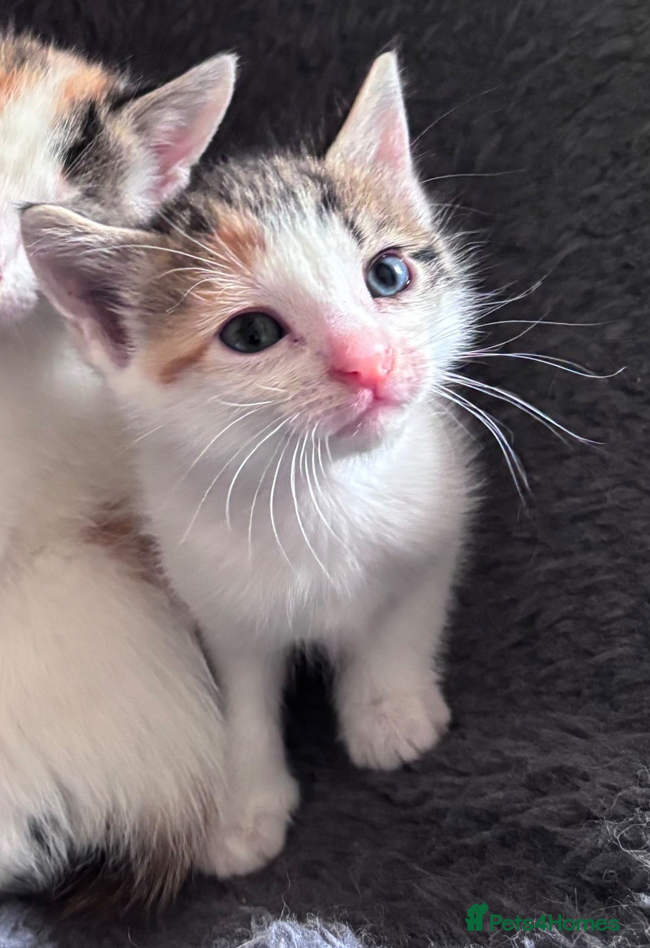 Mixed Breed cats Kittens stunning mainecoonxbengal 2girls left!❤️ - Advert 2