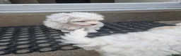Bichon Frise dogs for sale: Bichon Frise❤️❤️🩵🩵🩵 - Advert 4