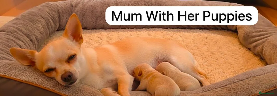 Chihuahua dogs for sale: Chihuahua Puppies  - Advert 15