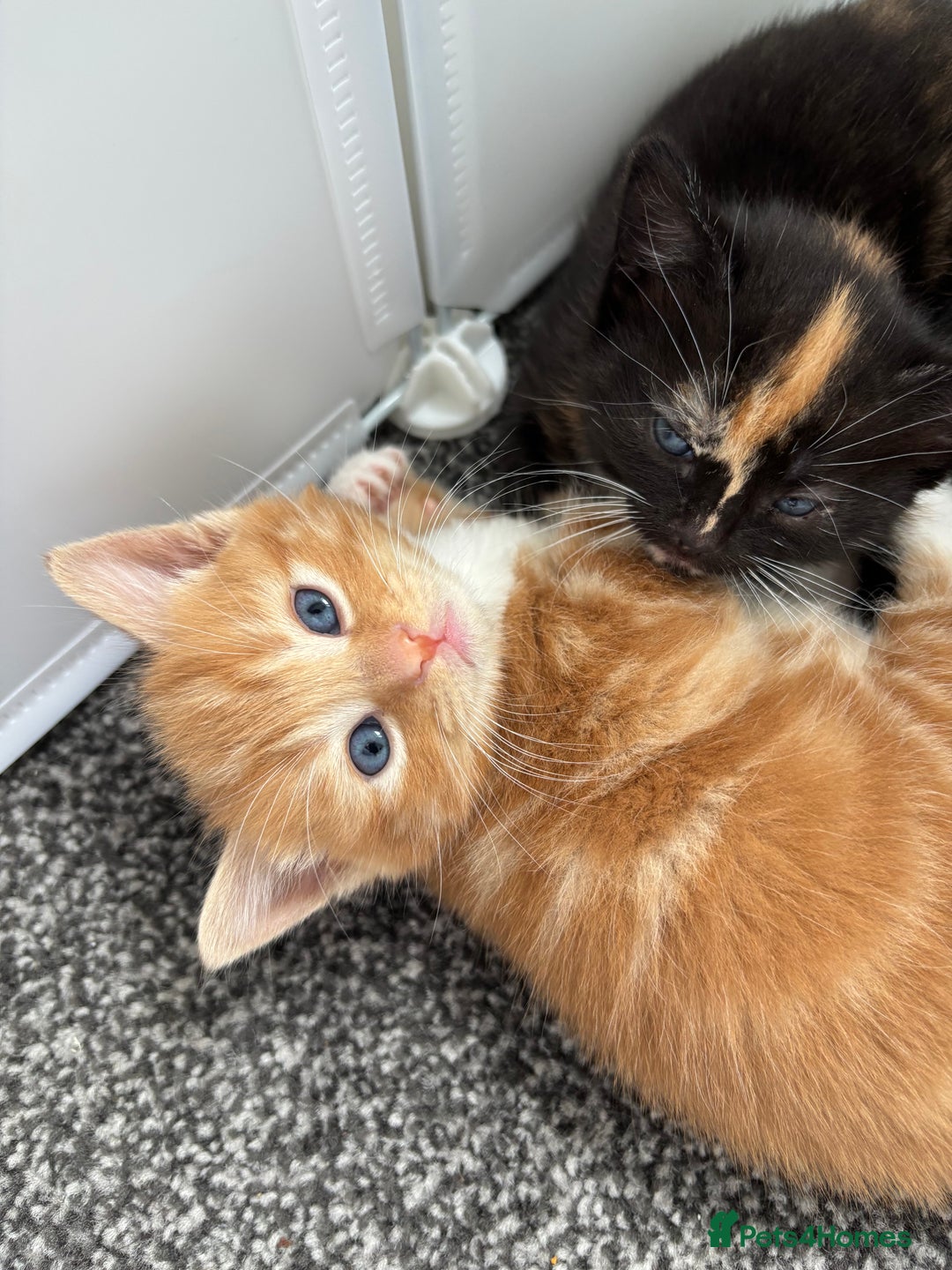 Mixed Breed cats for sale: Beautiful Kittens Looking for Their Forever Homes - Image 4