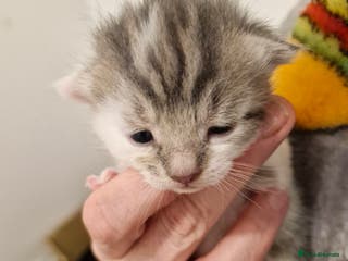 Mixed Breed cats Bengal BSH Cross Kittens - Advert 4