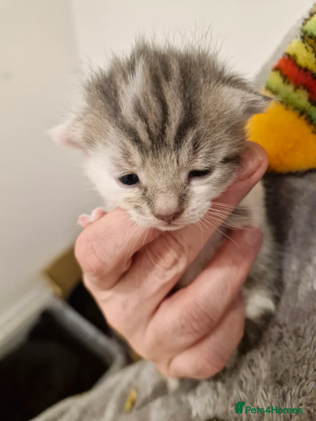 Mixed Breed cats for sale: Bengal BSH Cross Kittens - Advert 1