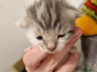 Mixed Breed cats Bengal BSH Cross Kittens - Advert 9