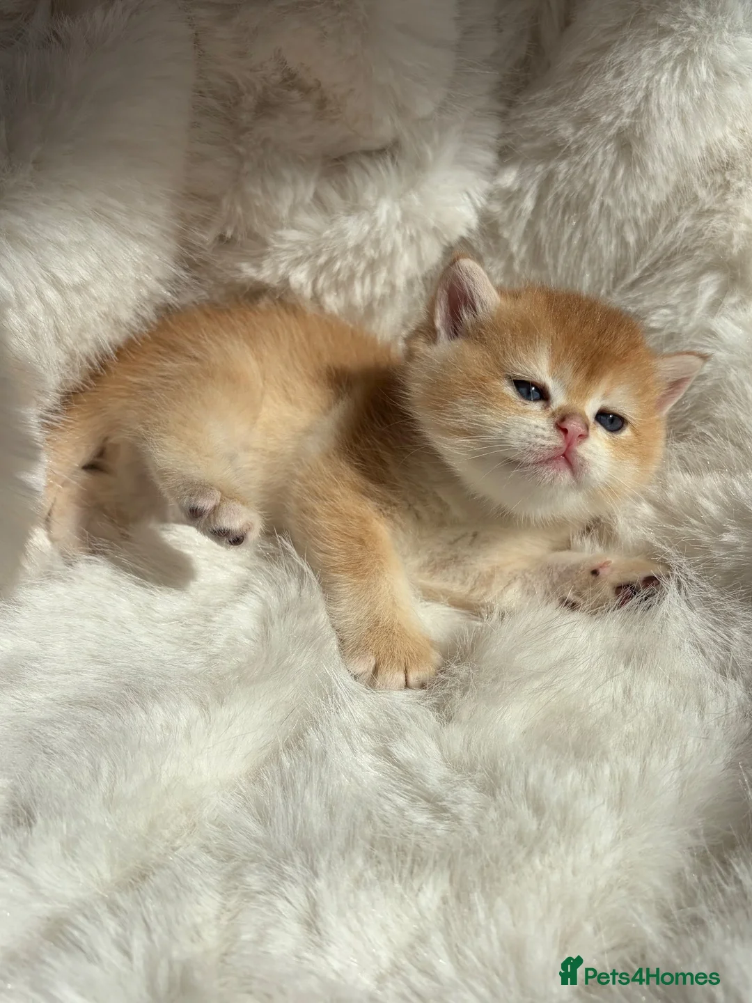 British Shorthair cats for sale: Exquisite Show quality, Golden BSH Babies  - Advert 16
