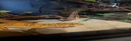Leopard Gecko reptiles for sale: Female Leopard Gecko - Advert 4