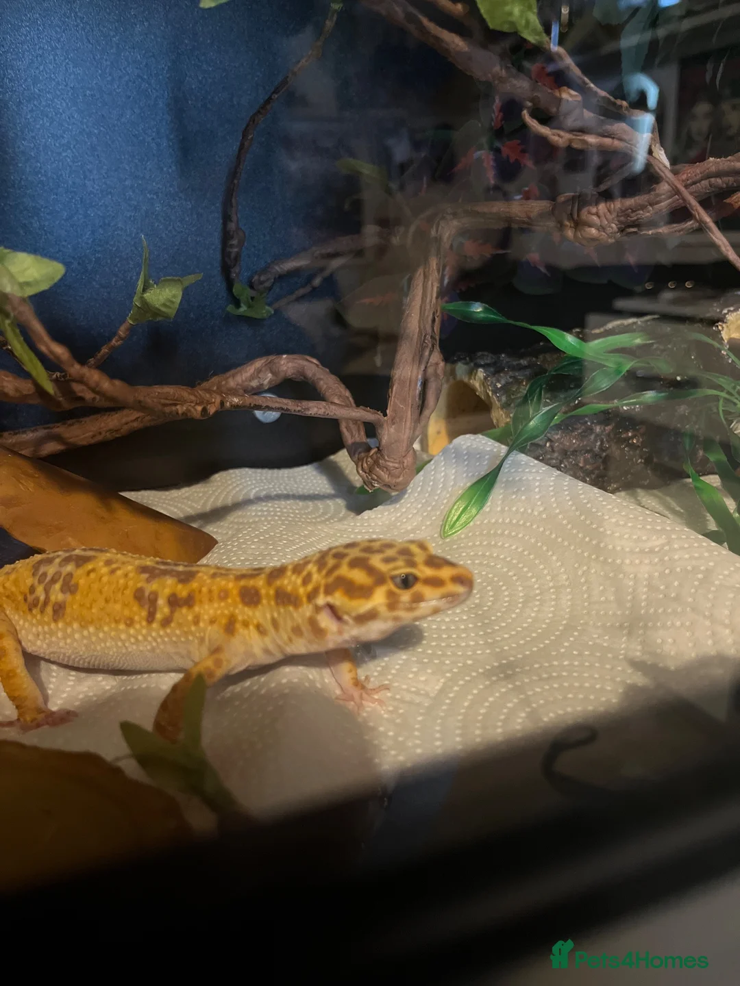 Leopard Gecko reptiles for sale: Female Leopard Gecko - Advert 4
