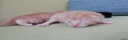 Mixed Breed cats for sale: Kittens - Advert 8
