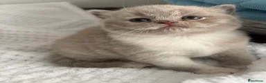 British Shorthair 1