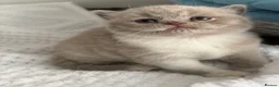 British Shorthair cats for sale: GCCF REG HEALTH TESTED KITTENS  - Advert 9