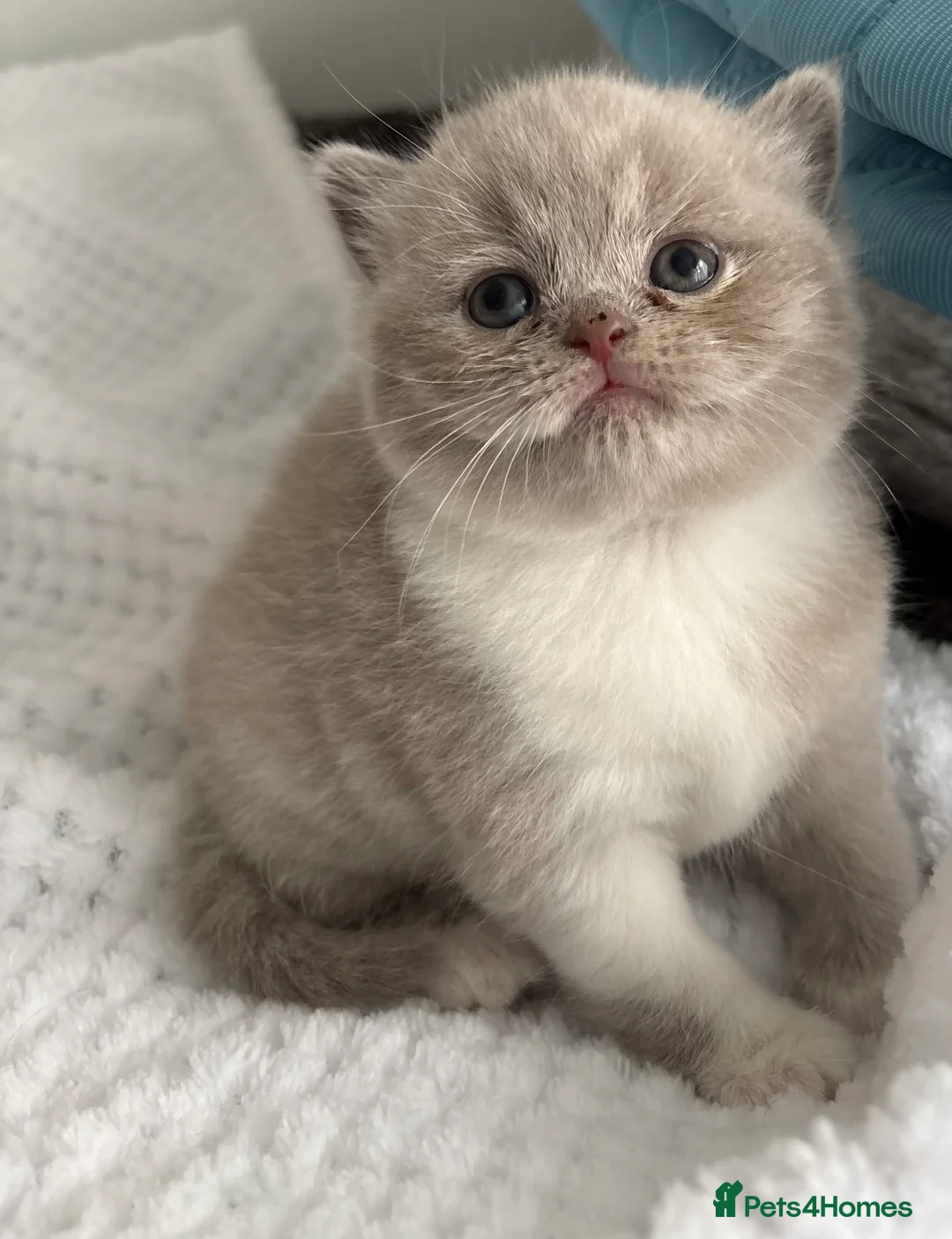British Shorthair cats for sale: GCCF REG HEALTH TESTED KITTENS  - Advert 9