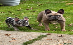 French Bulldog dogs for sale: Female frenchie pup - Image 2