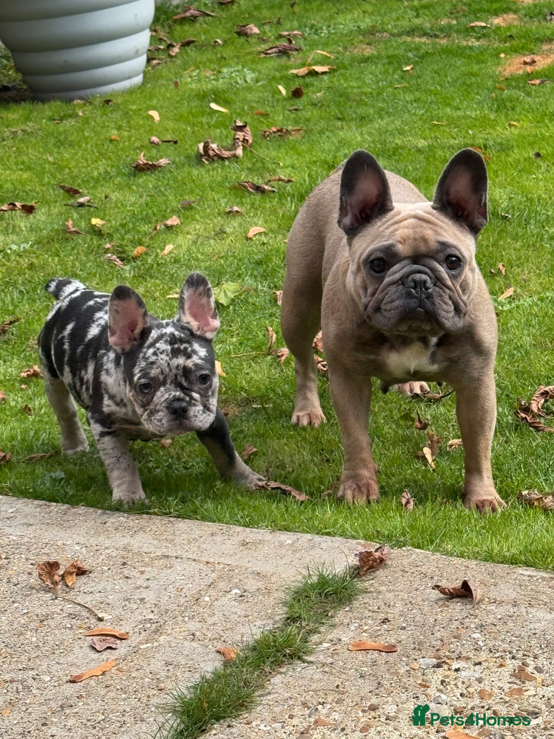 French Bulldog dogs for sale: Female frenchie pup - Image 2