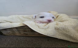 Bichon Frise dogs for sale: Beautiful bichon frise puppies - Image 4