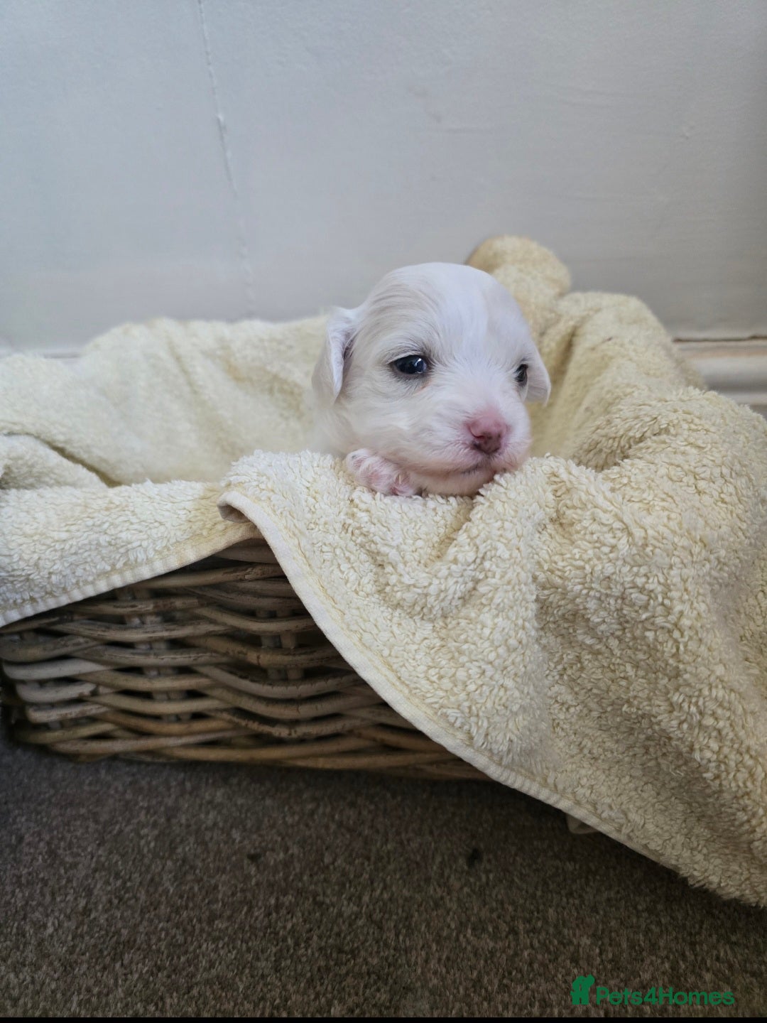 Bichon Frise dogs for sale: Beautiful bichon frise puppies - Image 4