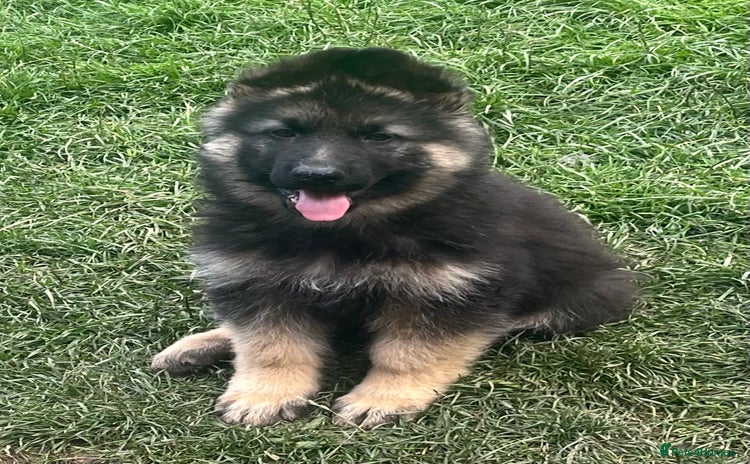 German Shepherd dogs - Advert 1