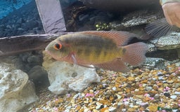 Cichlids fish for sale: Chocolate Chiclids  - Image 5