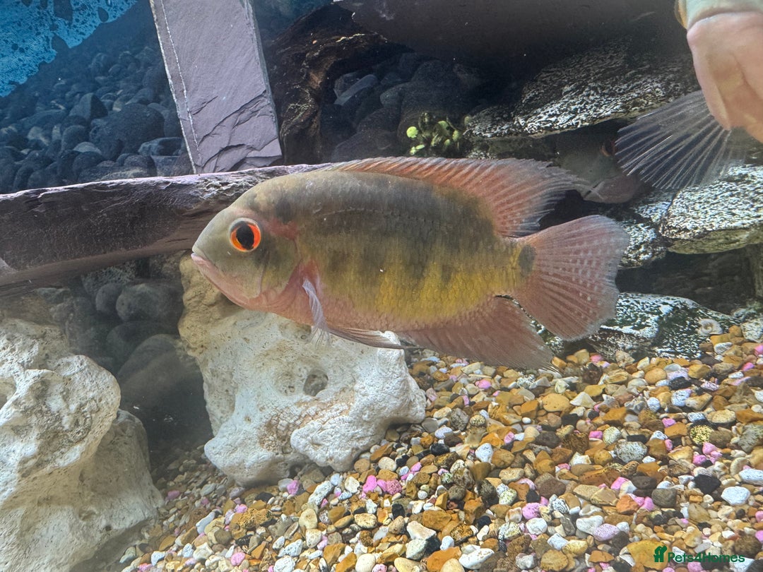 Cichlids fish for sale: Chocolate Chiclids  - Image 5