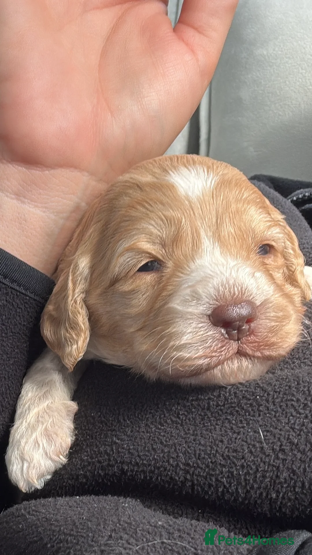 Cockapoo dogs for sale: Beautiful cockapoo  puppies  - Advert 20