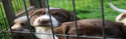 Cocker Spaniel dogs for sale: Working Cocker Spaniel Puppies  - Advert 5