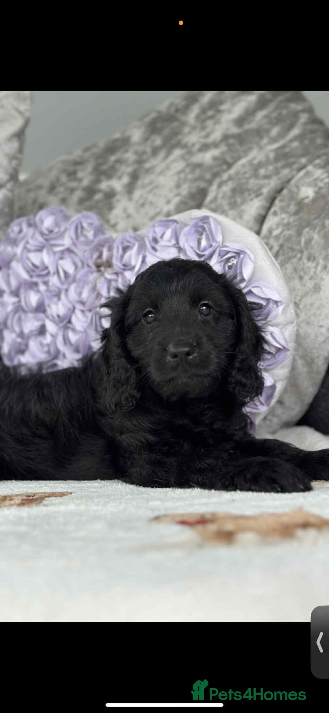 Cavapoo dogs for sale: Stunning dna clear Cavapoo’s  - Image 5