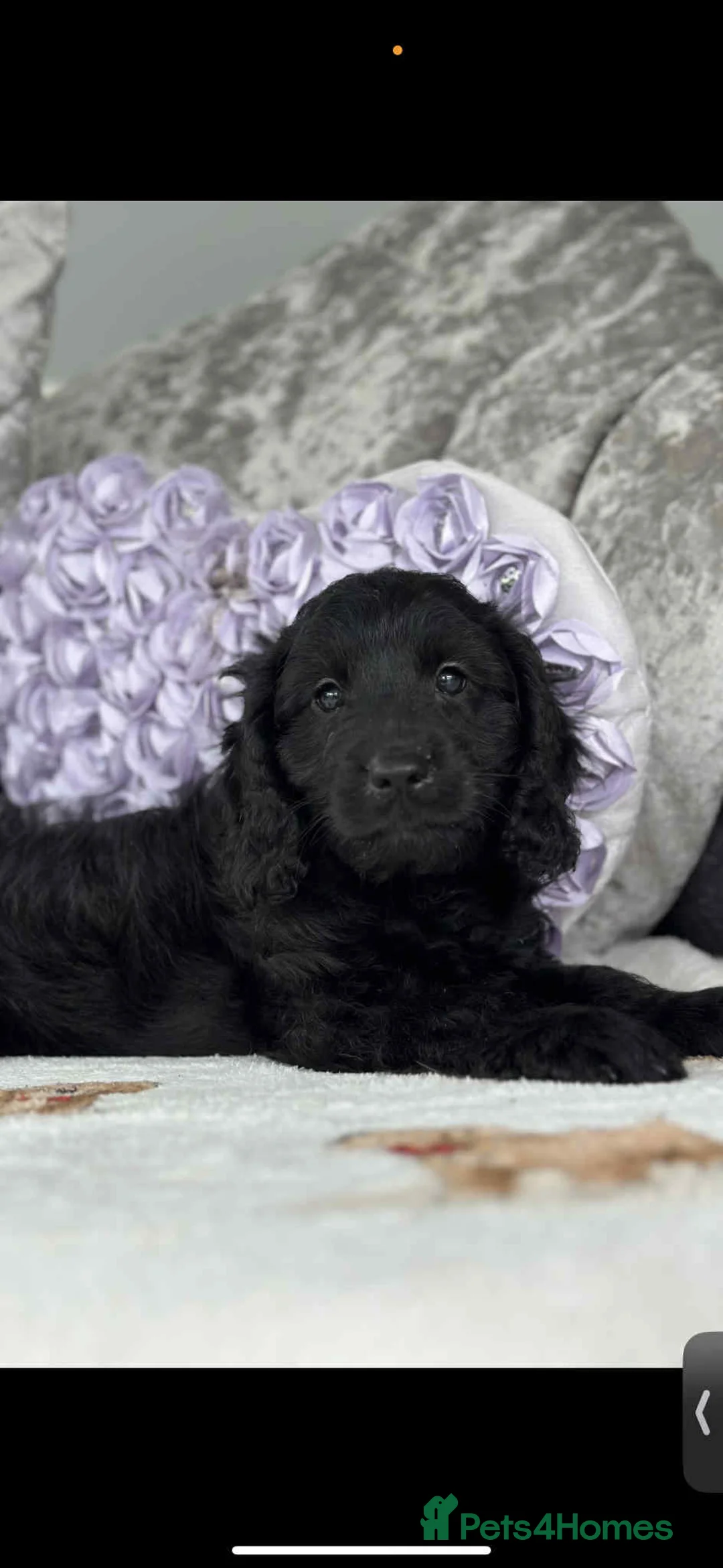 Cavapoo dogs for sale: Stunning dna clear Cavapoo’s  - Advert 2