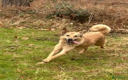 Mixed Breed dogs for adoption: Pettern - Norwich Norfolk  - Image 14