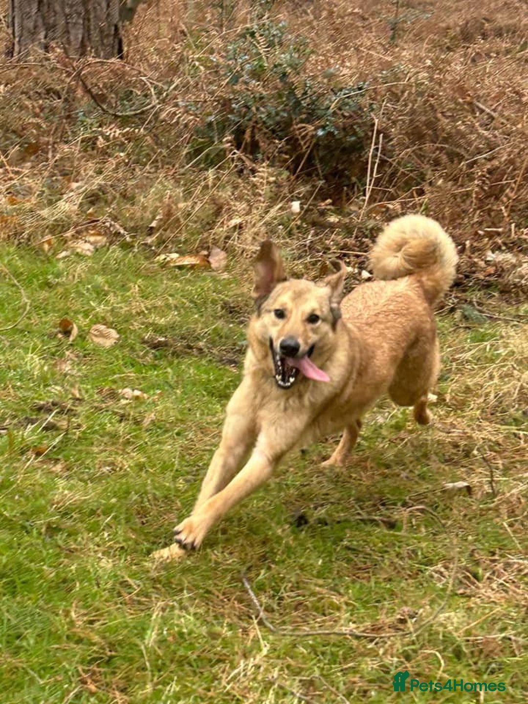 Mixed Breed dogs for adoption: Pettern - Norwich Norfolk  - Image 14