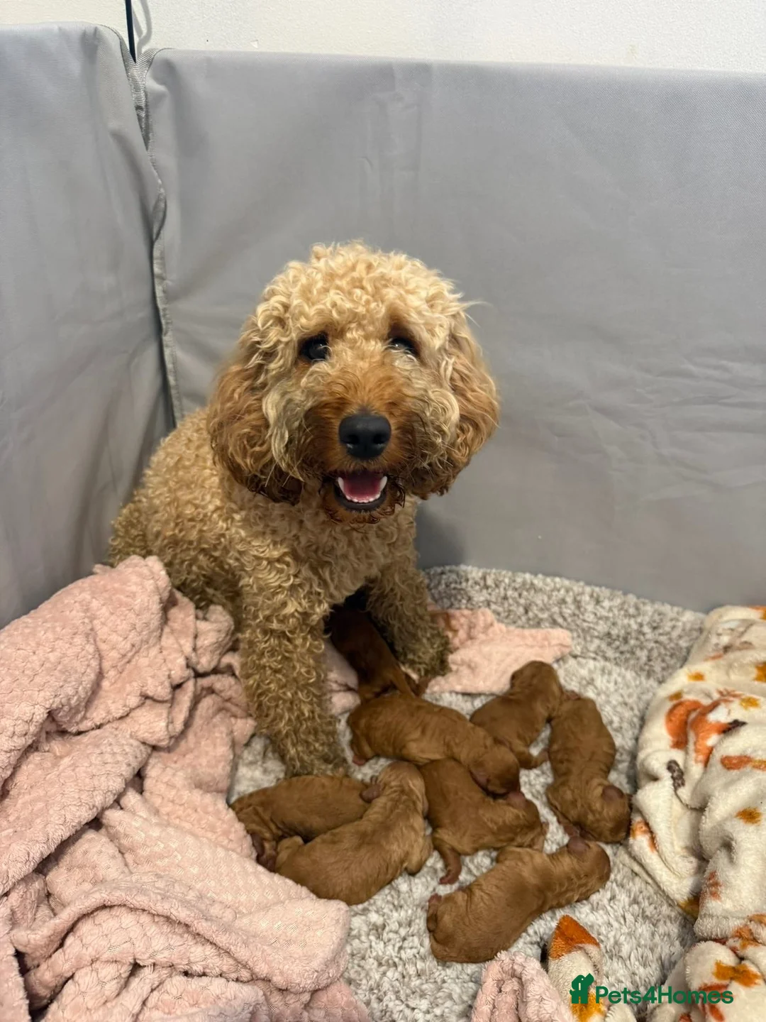 Cockapoo dogs for sale: Three beautiful cockapoo puppies  in Llanelli - Advert 16
