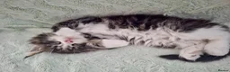 Maine Coon cats for sale: Full pedigree Maine Coon boy - Advert 3