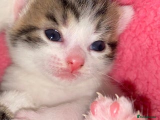 British Shorthair cats Beautiful baby kittens ready 23rd Dec - Advert 10