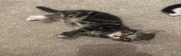 Mixed Breed cats for sale: Gorgeous kittens 🐱  - Advert 11